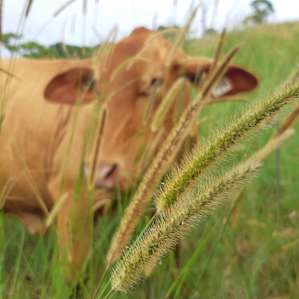 Gorgeous and happy cattle