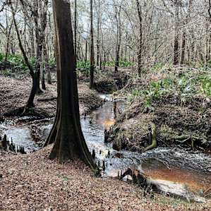 Suwannee River Glamping