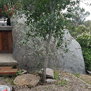 Reid Ranch Site 1