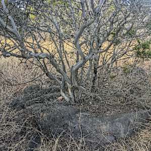 Down the trail, I saw beauties like this tree is growing out of a big rock.