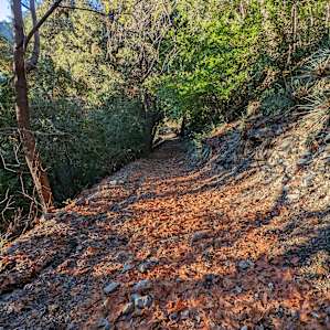 Short trail.