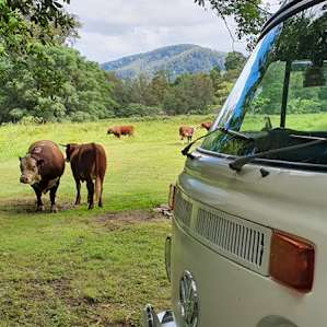 A couple of visitors