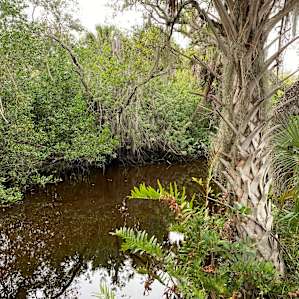 Stream behind camper