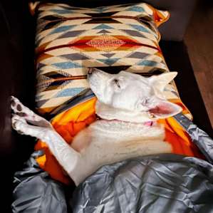 Spoiled dog!
