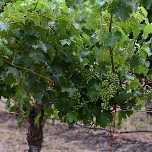 Miners Ridge Vineyard Glamping Pod