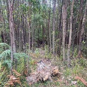 Kinglake East End Camper Park