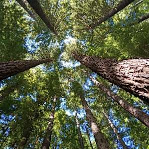 Redwood forest