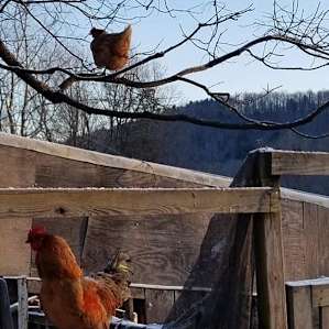 Cozy Cottage Farm Stay