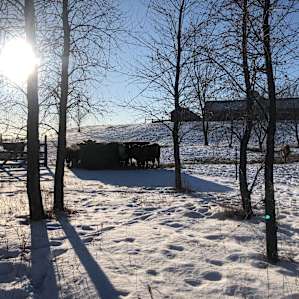 Camping with Cows