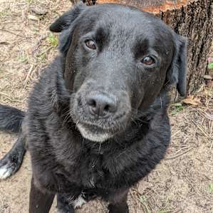 Wayne the gentleman, loves pets, and will 100% steal your heart