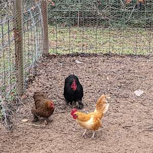 The prettiest and loudest little rooster, loved listen to the chickens!