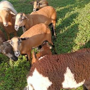 Goats and Ducks