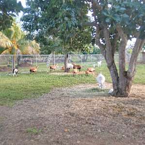 Goats and Ducks