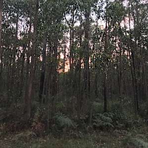 Early morning walk with the sun starting to peek through the forest. This was right by the entrance to the camp on other side of the road