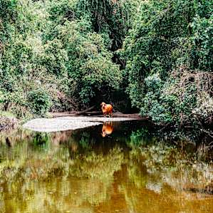 one of the many creek crossings on the way to Platypus Cove