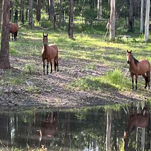Brumbies coming for a drink