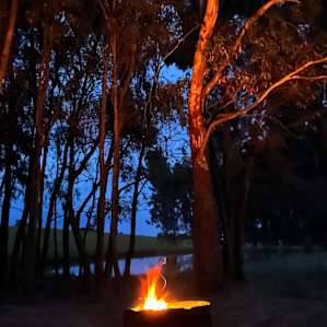 Nillawarre Woodland Camp- unpowered