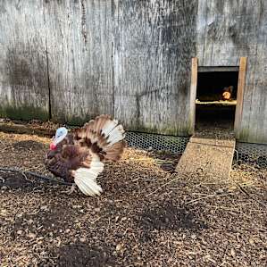 Glamping at the RMR Farmstead