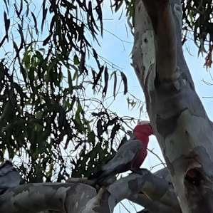 Visiting galahs