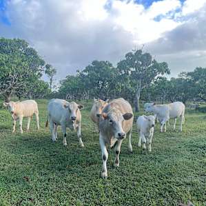 Friendly cows