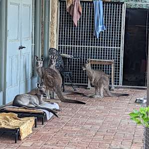 Glamping in the Macedon Ranges