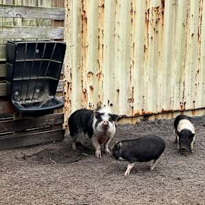 The Hamptons Rescue Farm