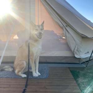 Garden Bell Tent 2