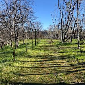 Eucalyptus Forest & Mountain Views