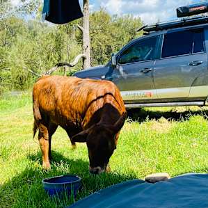 Drovers Rest Camp