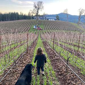 Vineyard by day, Stars at night!
