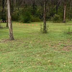 Silky Oak