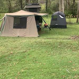 Silky Oak