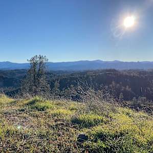 Poppy Pines