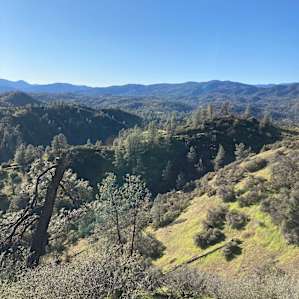 Poppy Pines