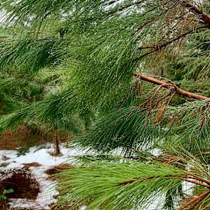 Labyrinth, Trails, and Solitude