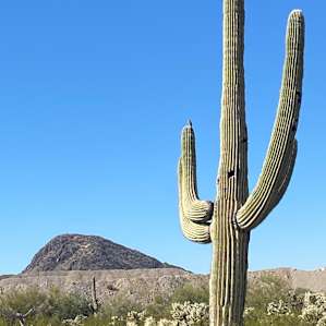 Saguaros abound