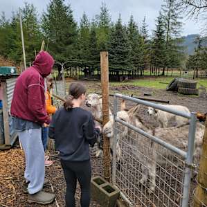 Feeding the goats.
