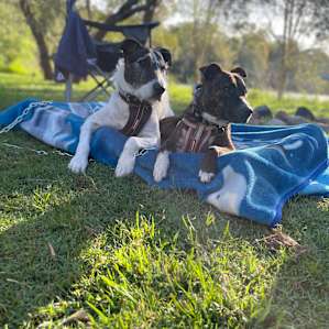 even our pooches love it here