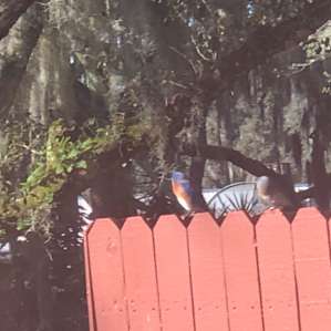 Bluebirds