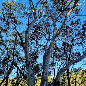 Murray River 'Pig Bend'