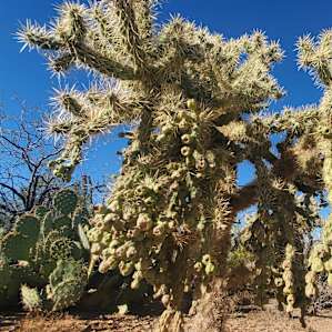 Beautiful Cactus