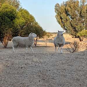 Sheep neighbours