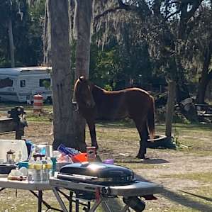 Palmdale Horse Club