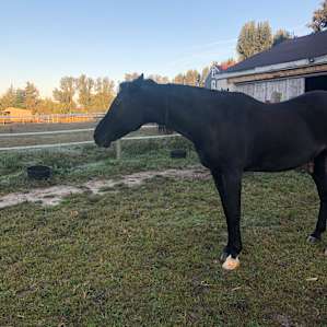 Countryside horse farm