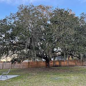 Beautiful trees with Spanish moss, perfect to relax under and get some remote work done.