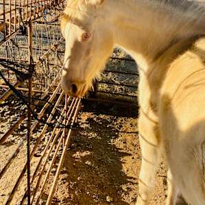 Rancho del Nido RV Horse Camp
