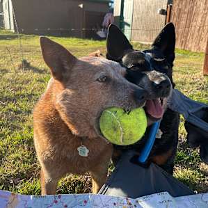 Sharon made our dogs feel very welcome! They are used to poultry and livestock however & would never chase. Our dogs had a blast playing ball and wading in the creek.