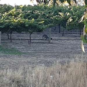 Miners Ridge Vineyard Glamping Pod