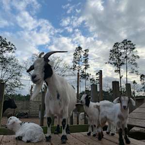 The Hamptons Rescue Farm
