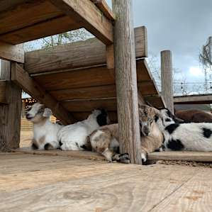 The Hamptons Rescue Farm